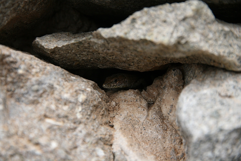 Kanary_2010 157